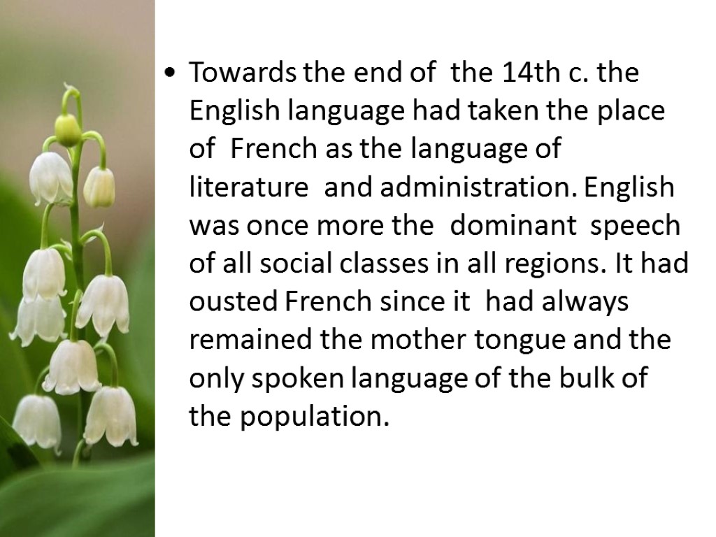 Towards the end of the 14th c. the English language had taken the place